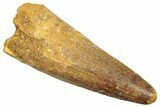 Fossil Spinosaurus Tooth - Real Dinosaur Tooth #245081-1